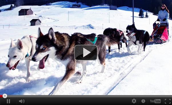 Group event Husky and Winter Adventure