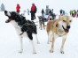 Husky sledge dogs in snow